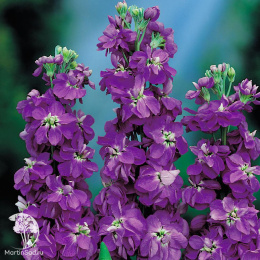 Левкой карликовый Дюймовочка фиолетовый