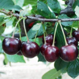 Вишня обыкновенная Морозовка