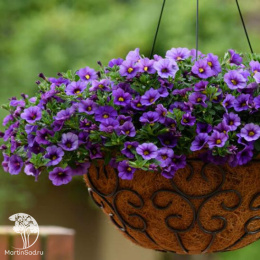 Калибрахоа Каблум F1 деним