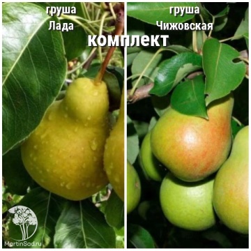 Фото Груша Лада + опылитель Груша Чижовская