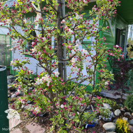 Яблоня Эверест на шпалере