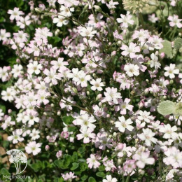 Гипсофила ползучая Филоу Роуз