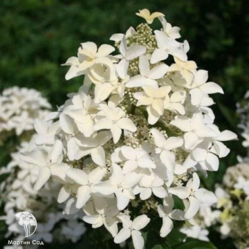 Фото Гортензия метельчатая Мэджикал Старлайт