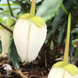 Кринодендрон Альф Роббинс