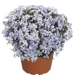 Флокс шиловидный Спринг Блю