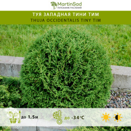 Туя западная Тини Тим
