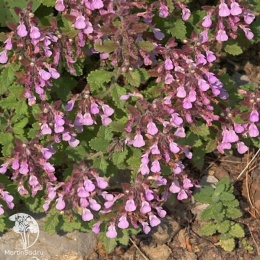 Teucrium chamaedrys Дубравник обыкновенный