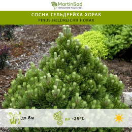Сосна Гельдрейха Хорак