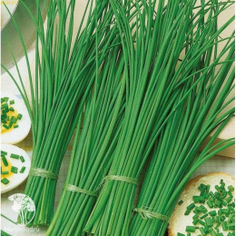 Лук шнитт Чемал, на зелень