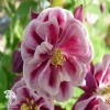 Aquilegia vulgaris Winky Rose Rose Аквилегия Винки Роуз Роуз фото 1 