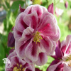 Aquilegia vulgaris Winky Rose Rose Аквилегия Винки Роуз Роуз фото 1 