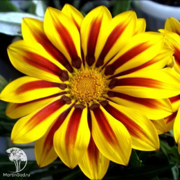 Газания (Гацания) Садовая звезда