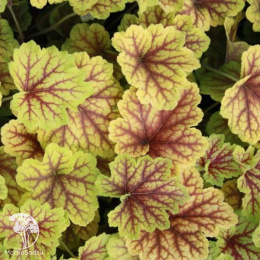 Гейхера Рэд Лайтинг