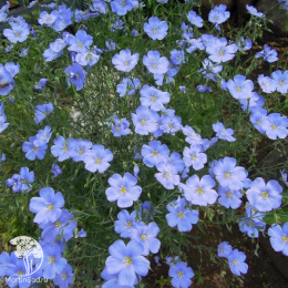 Лён многолетний