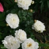 Роза парковая Транквилити фото 3 