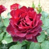 Роза чайно-гибридная Барбара на штамбе фото 4 