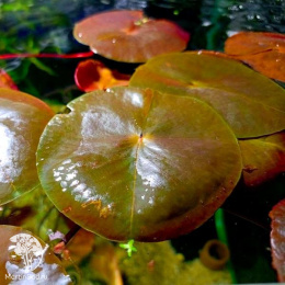 Нимфея (кувшинка) Мадам Вилфрон Гоннер