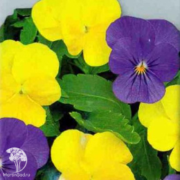 Фиалка (Виола) рогатая Модница