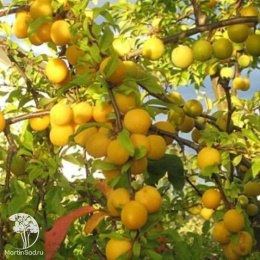 Слива гибрид Подарок Санкт-Петербургу + Красный шар