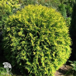 Туя западная Селена