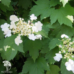 Дикая морковь