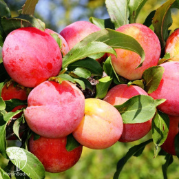 Слива гибрид Скороплодная + Этюд