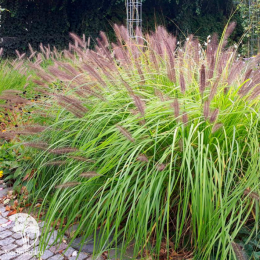 Пеннисетум лисохвостный Хербстцаубер