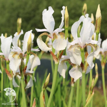 Фото Ирис сибирский белый Альба