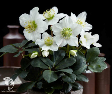 Фото Морозник чёрный Кристмас Кэрол