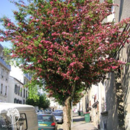 Боярышник обыкновенный Кримсон Клауд