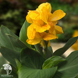  Канна Хеппи Эмили