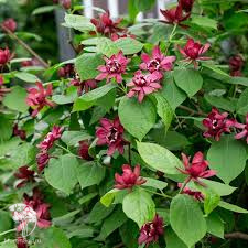  Каликант Раульстона Хартлейдж Вайн