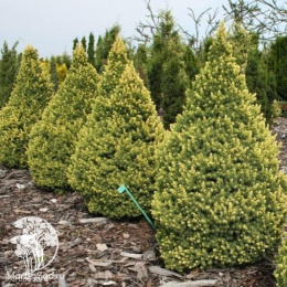 Ель канадская Рэйнбоуз Энд в контейнере