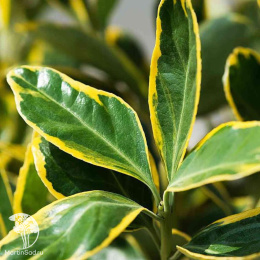 Бересклет японский Мэрике на штамбе