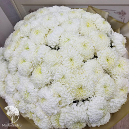 Хризантема букетная Торжество