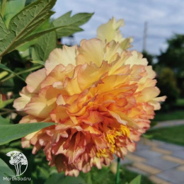 Пион древовидный Кинкаку / Сувенир де Максим Корню / Золотая Россыпь