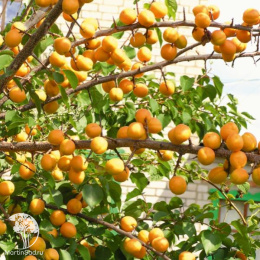 Абрикос Погремок