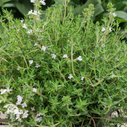 Тимьян душистейший Апельсин