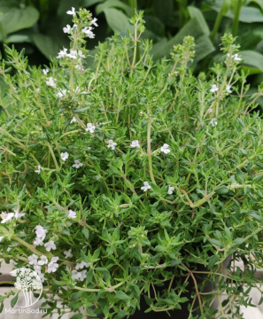 Фото Тимьян душистейший Апельсин