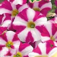 Петуния Волна Пурпурных звезд F1 (Минитуния) суперкаскадная