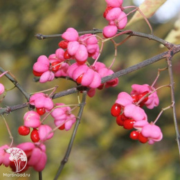 Бересклет Маака на штамбе