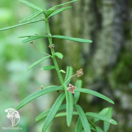 Бересклет карликовый