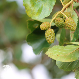 Ольха серая