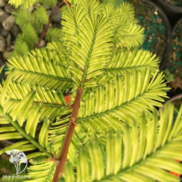 Метасеквойя глиптостробоидная Литл Крими