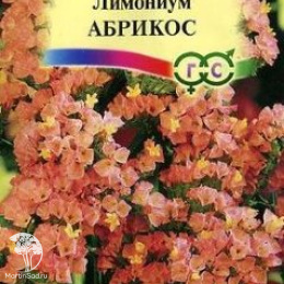Лимониум Абрикос