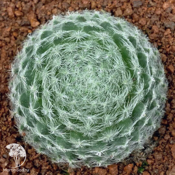 Фото Молодило реснитчатое