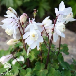 Aquilegia flabellata Cameo White Аквилегия вееровидная Уайт