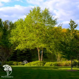 Берёза Хосери