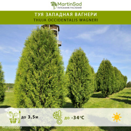 Туя западная Вагнери