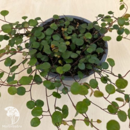 Мюленбергия Голден Гёрл